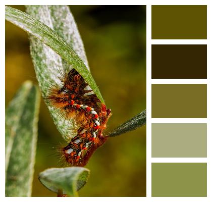 Nature Sorrel Owl Caterpillar Image